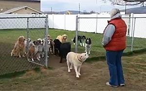 Dogs Patiently Wait To Be Called for Dinner