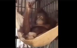 Watch: This Orangutan Building a Hammock for Herself