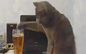 Drunk Cats Compilation