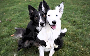 Dogs Flawlessly Pose For Heart-Melting Photo Session