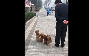 Poodle Army Walking Like Trained Soldiers