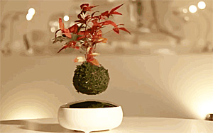 Levitating Bonsai Plants