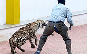 Leopard Gets Loose In Bangalore School