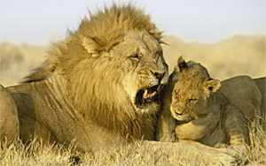 Maned Lioness Displays Both Male and Female Traits