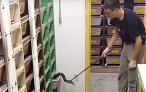 Feeding A Bunch of Cobras Is A Terrifying Task