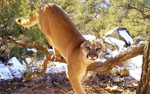 Releasing A Trapped Cougar