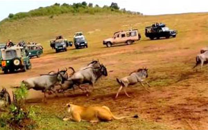 Male Lion Better Hunter than Lioness