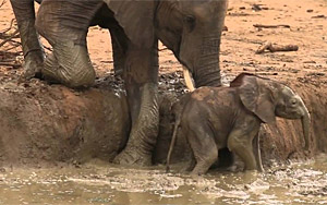 Elephants Helping a Calf Out of a Waterhole