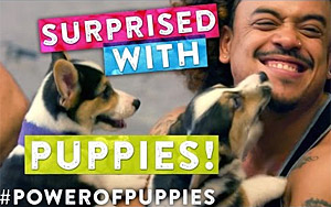 Surprising People With Puppies