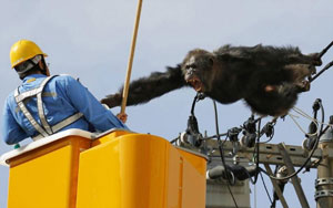 Escaped Chimp Tries to Reenact 'Planet Of The Apes', Gets Tranquilized Instead