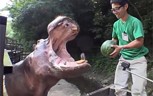 Hippo Eats Entire Watermelon in One Go