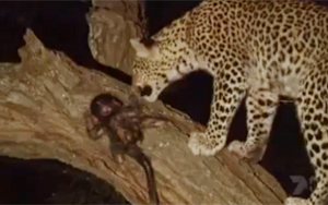 Tiger Babysits Baby Baboon