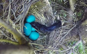 Man Shoots Time-Lapse Video of Bird's Nest, Gets Surprise Ending