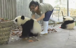 Pandas Create Trouble as Staff Cleans Their House