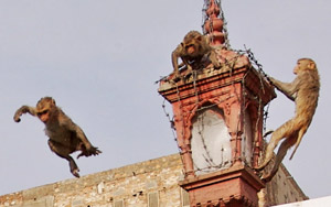 Dive-Bombing Macaques - Monkey Planet