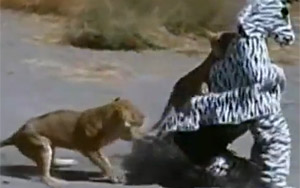 Guys in Zebra Costume Attacked by Lions