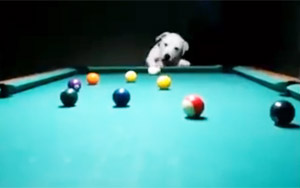 Amazing Dog Playing Snooker