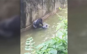 Cincinnati Zoo Kills Gorilla to Save Boy Who Fell Into Enclosure