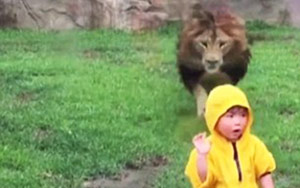 Lion Tries to POUNCE on Little Boy but...