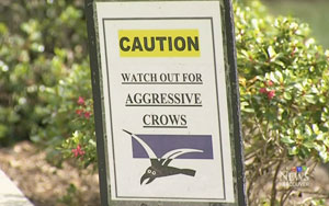 Vancouver, Beware: Peak Crow Attack Season in Effect