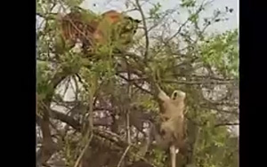 A Tiger Climbs a Tree to Hunt a Monkey