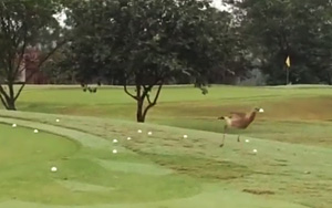 Bird Bounces golf Ball on the Cart Path!