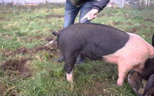 How To Straighten A Pig's Curly Tail