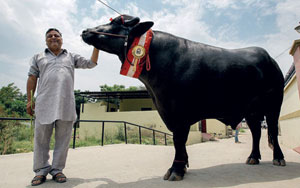 Meet Yuvraj, The Indian Bull Worth Rs 9 Crore