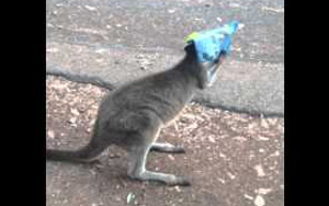 Kangaroo Gets Head Stuck in Chips