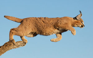 Caracal, The Expert Bird Hunter