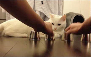 Cat Plays The Ball & Cup