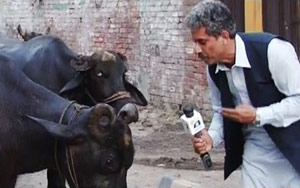 Pakistani TV Reporter Interviews Buffaloes