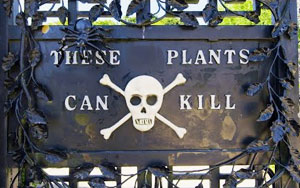 Enter the Deadliest Garden in the World