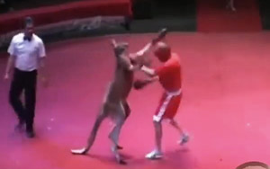 Funny: Kangaroo vs Man Boxing