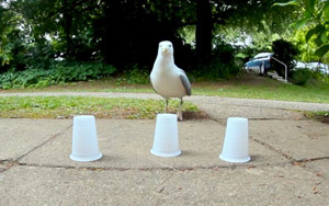 Three Cups and a Smart Seagull