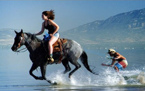 Surfing With Horses