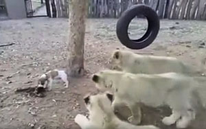 Ferocious Puppy Vs Three Lion Cubs