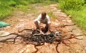 This Is How You Release Snakes Into The Wild