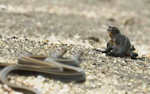 Miraculous Escape - Iguana vs Snakes - Planet Earth II