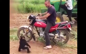 Little Chimp Throws A Fit When Taken off A Bike