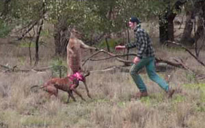 Man Punches a Kangaroo in the Face To Rescue His Dog