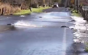 Bizarre Footage: Salmon Crossing a Road