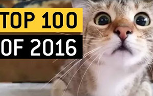 Top 100 Viral Videos of the Year 2016