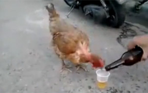 Chickens Love Beer