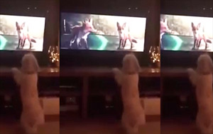 When Dogs watch Animated Movies