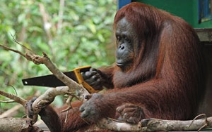 Wild Orangutan Learns How To Use A Saw