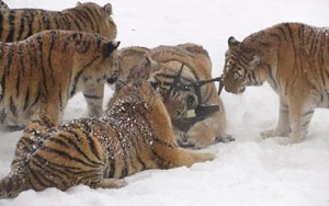 Pack Of Siberian Tigers Hunt Down A Drone