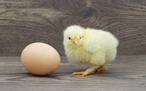 Chicks Hatched Without Eggshells