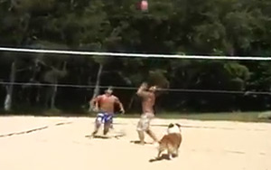 Amazing DOG Plays Beach Volleyball!