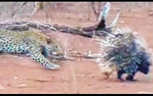 Leopard Immediately Regrets Attacking A Pair Of Porcupines